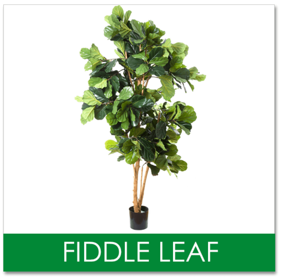 Fiddle leaf Trees