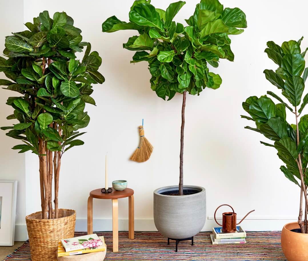 artificial fiddle leaf trees in pots