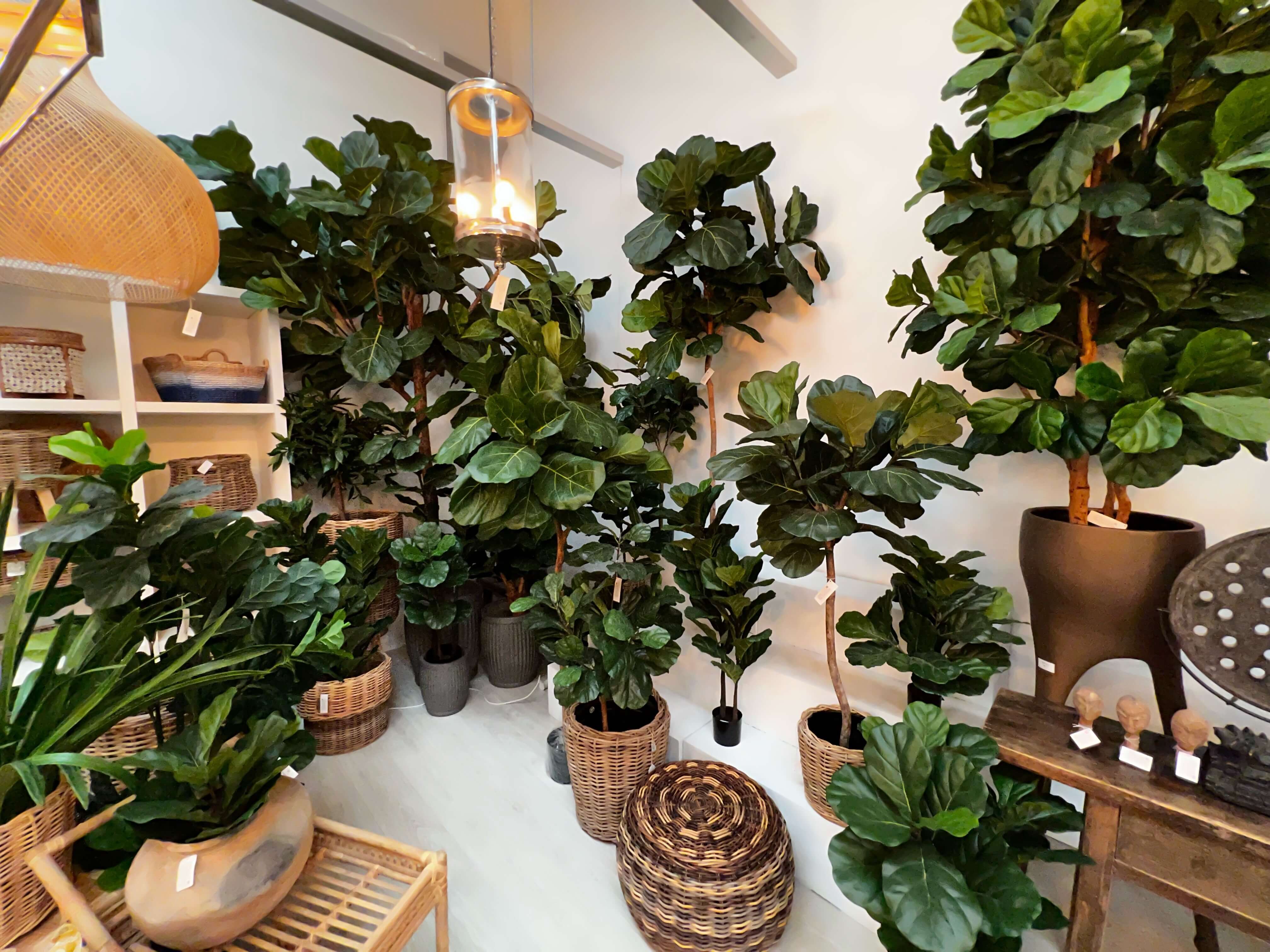 multiple fiddle leaf trees