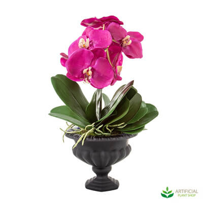 Fuchsia Orchid in Black Bowl