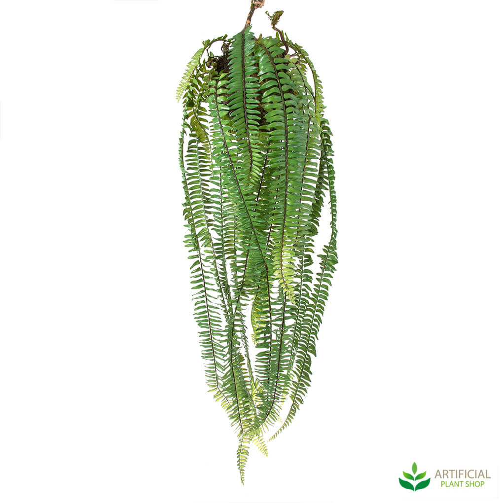 Hanging Fern 1m