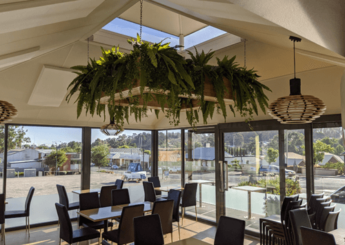 hanging Boston fern in a planter box