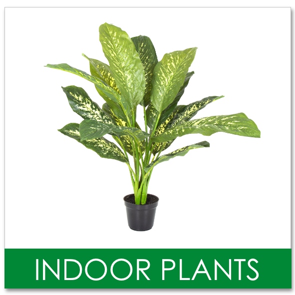 indoor plants