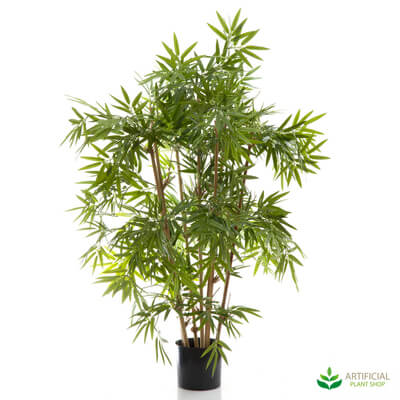 Japanese Bamboo Tree 1m