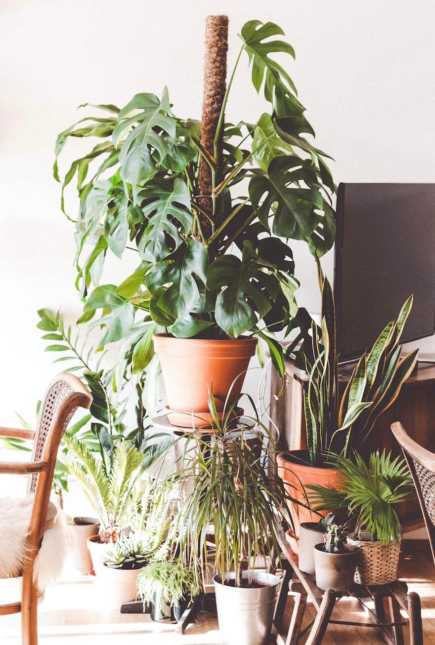 messy monstera plant