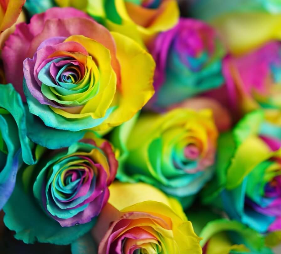 multi-coloured artificial roses