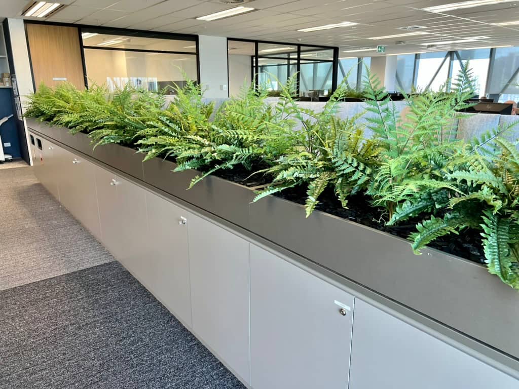 Office Ferns