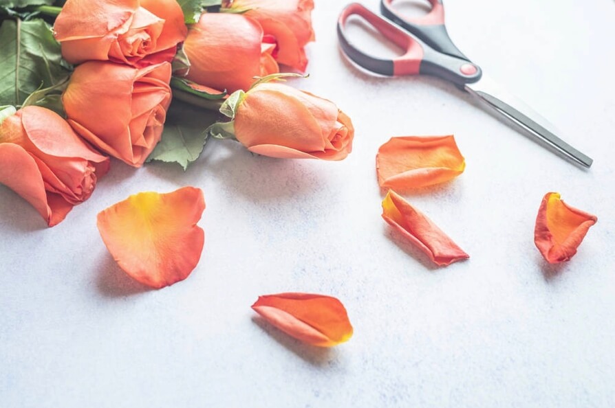 orange rose flowers and petals