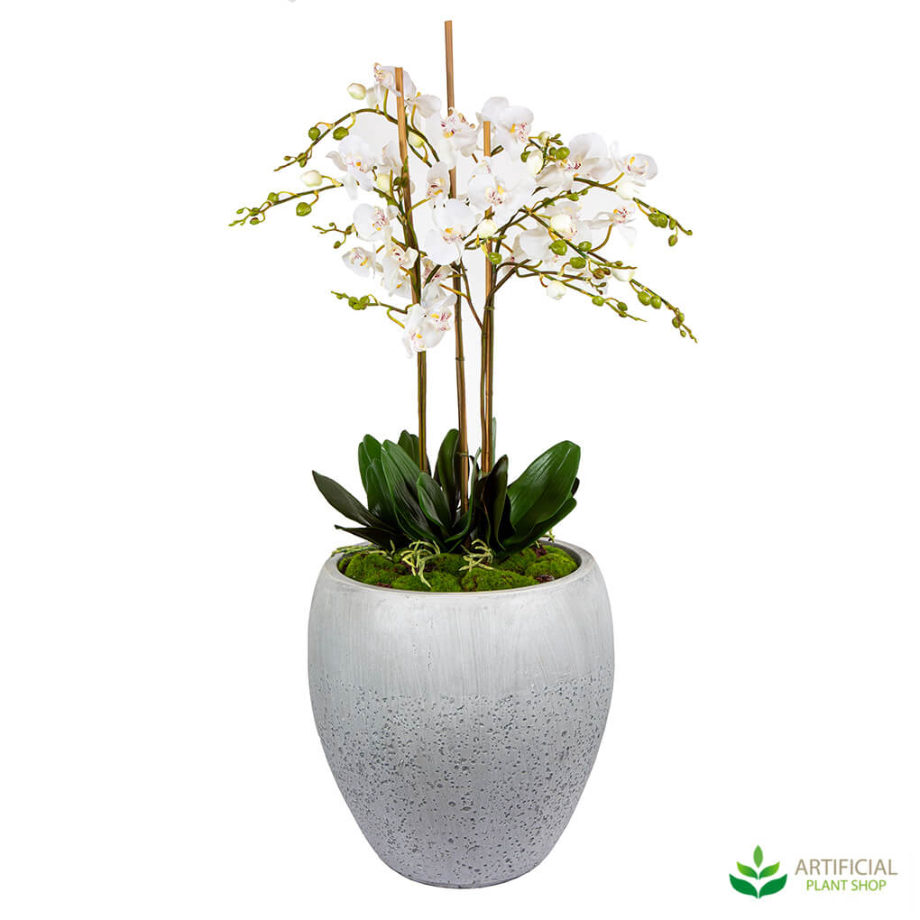 White orchid Arrangement