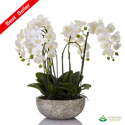 Orchid 62 cm in Round Clay Pot
