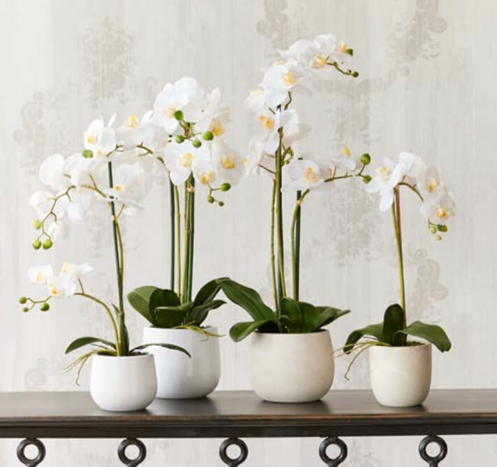 white orchid collection