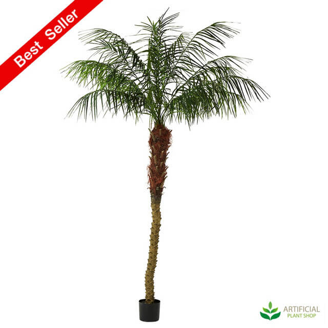 phoenix palm tree with real timber