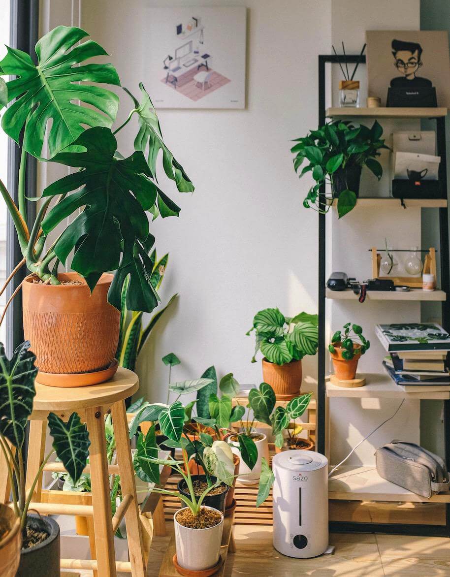 plants in a room at home