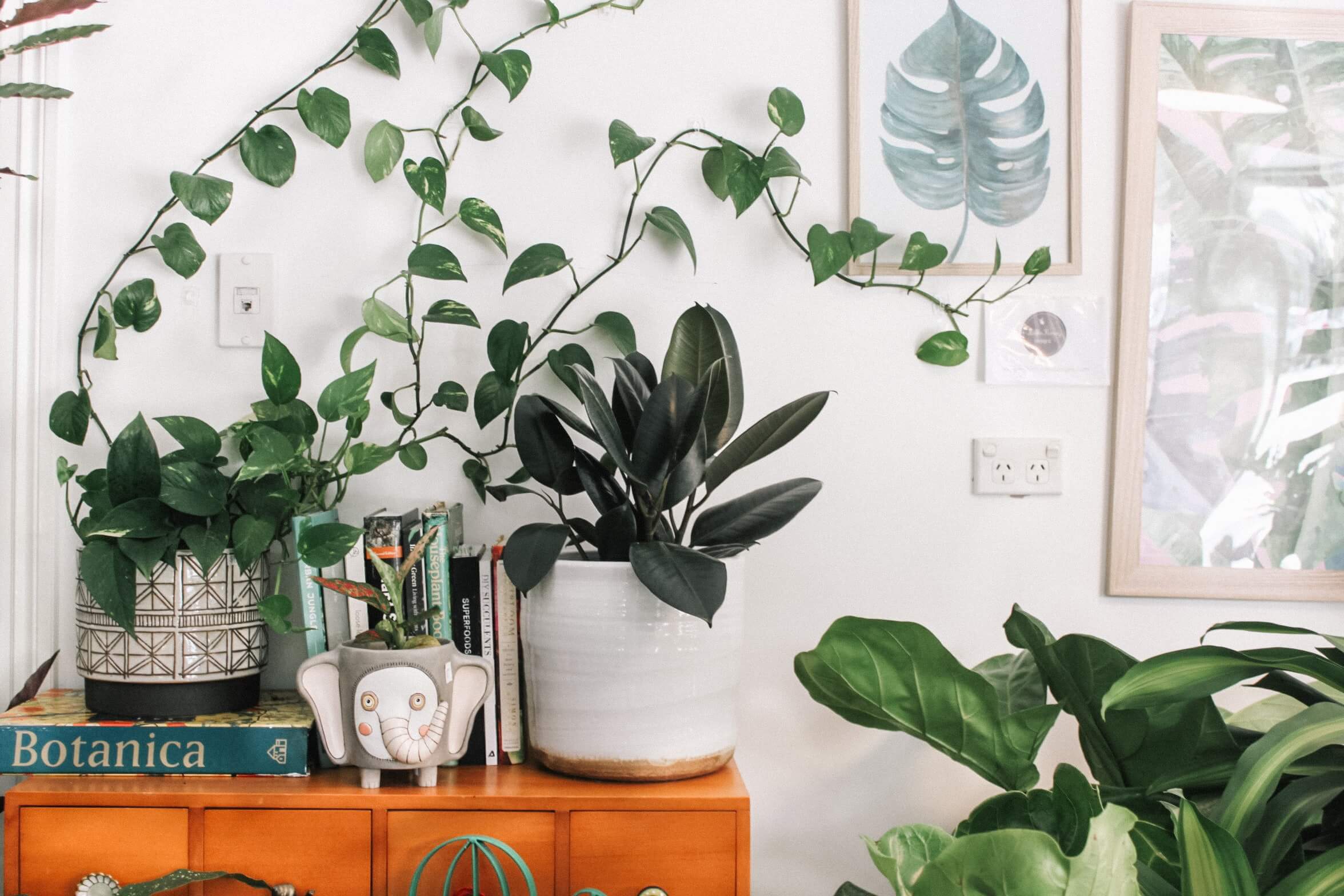 plants in a home