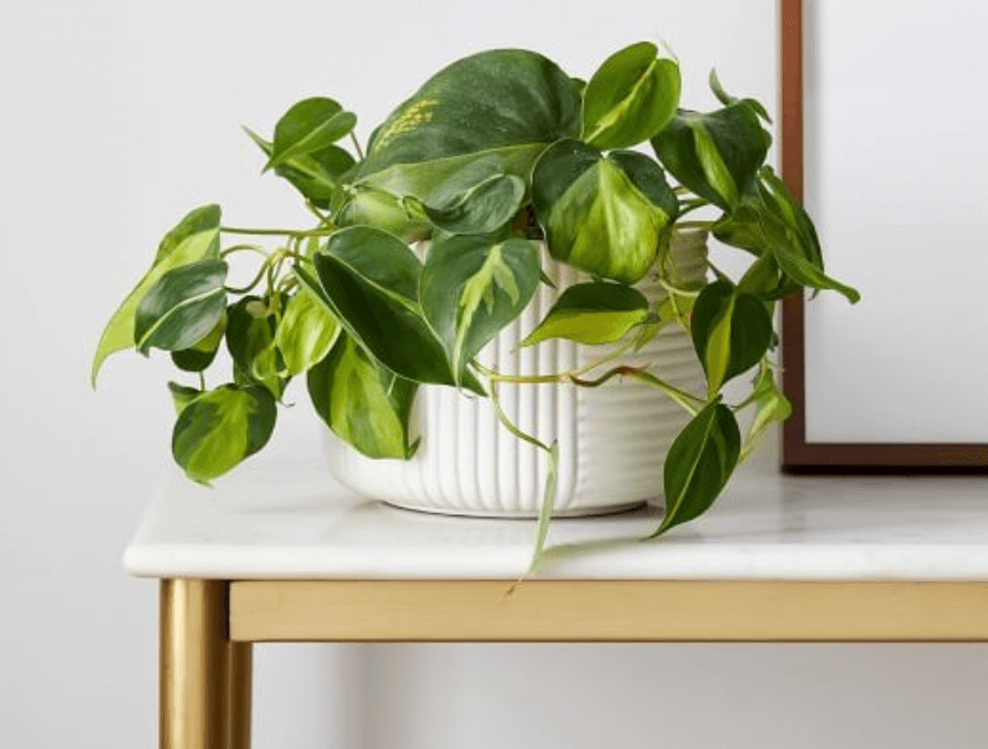 hanging pothos plant in white pot
