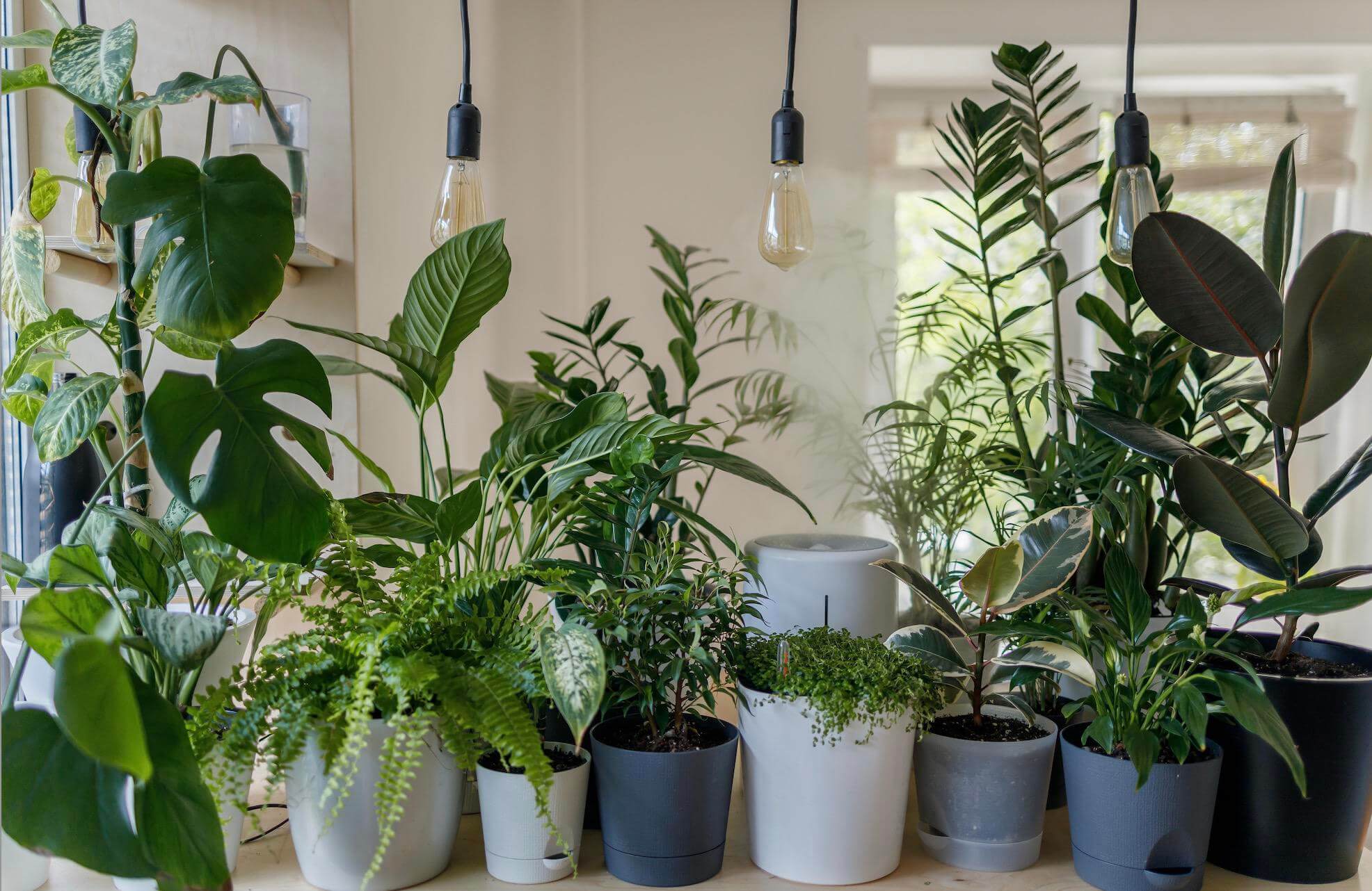 potted plants in a row