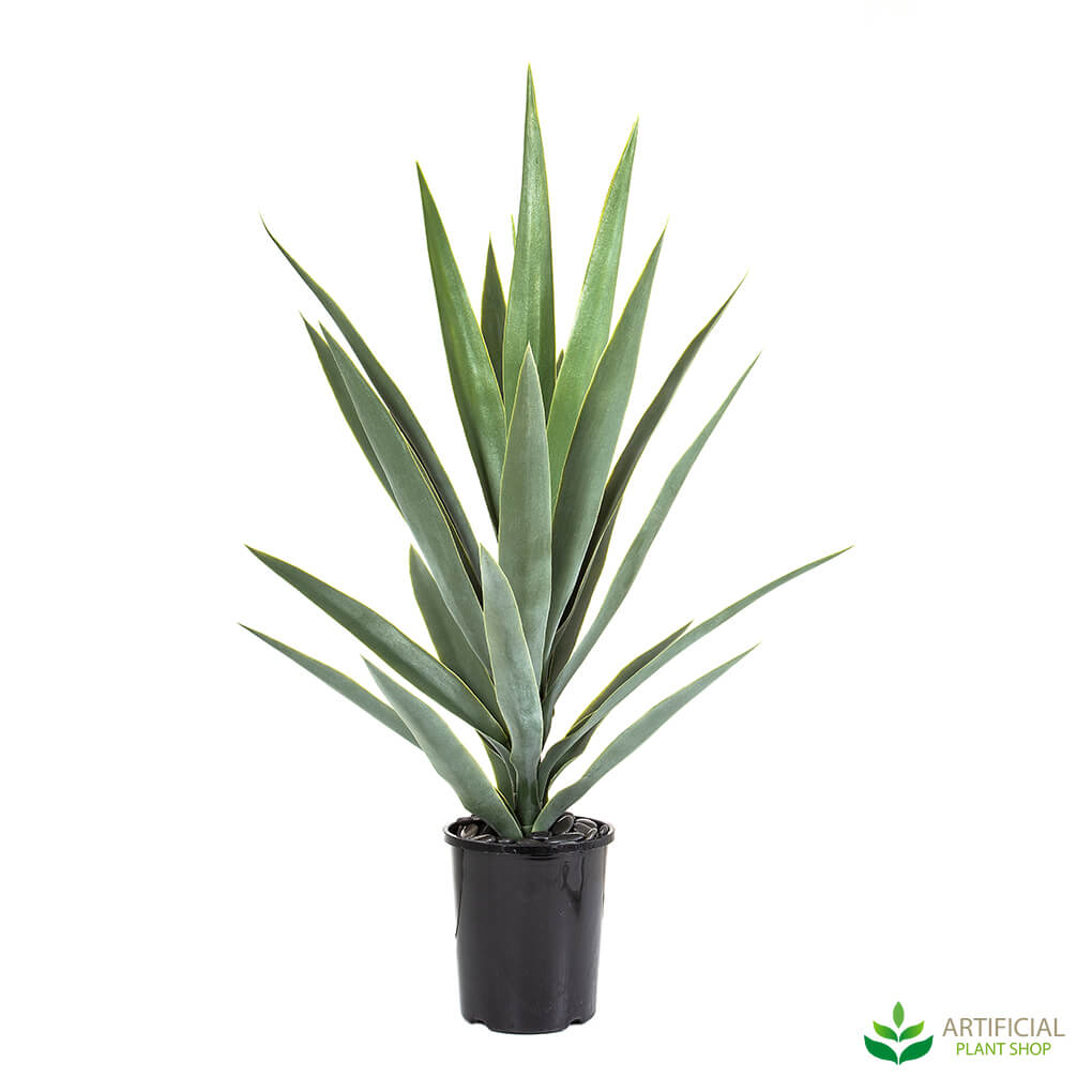 Green Yucca Potted