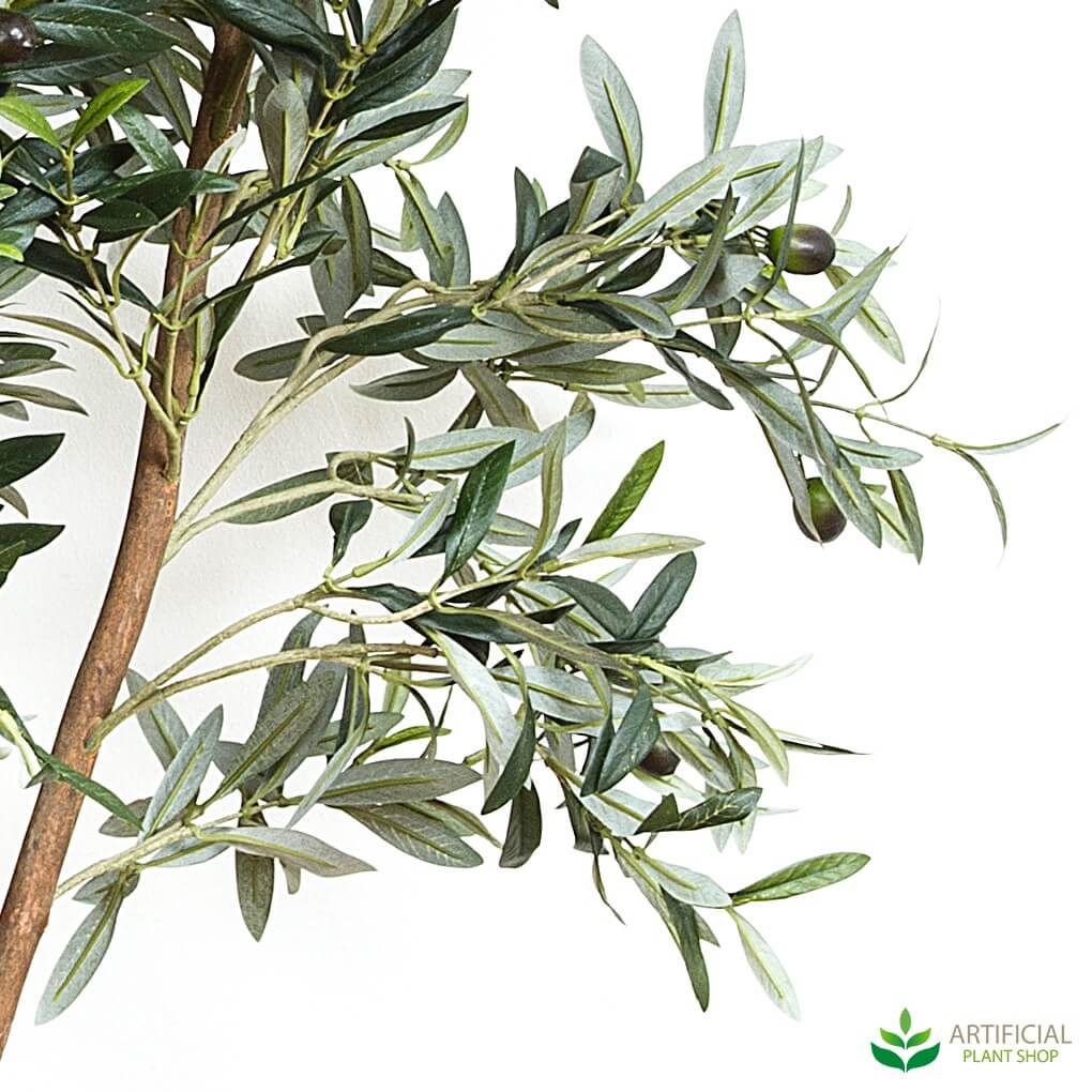 olive tree leaves