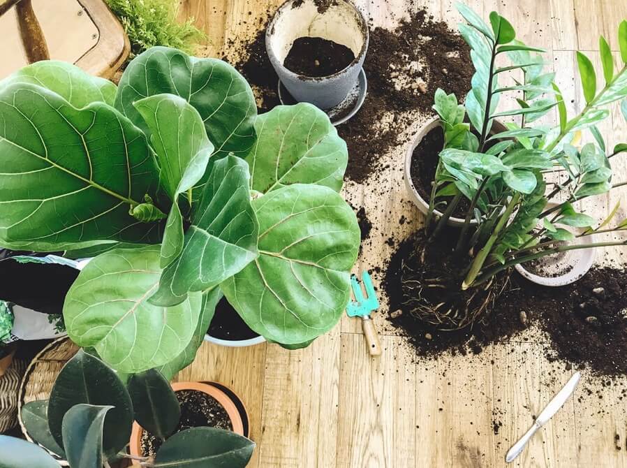 re-potting fiddle leaf figs