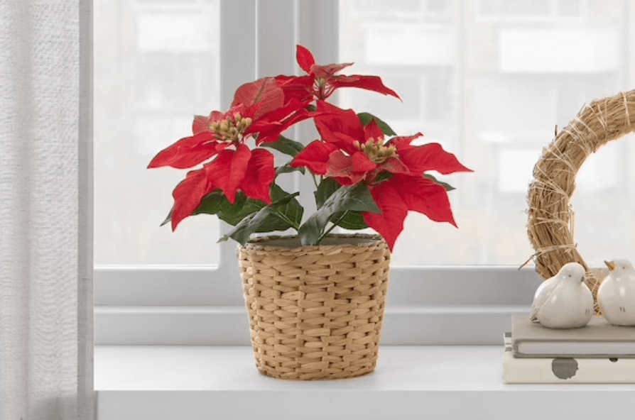 faux red poinsettia plant