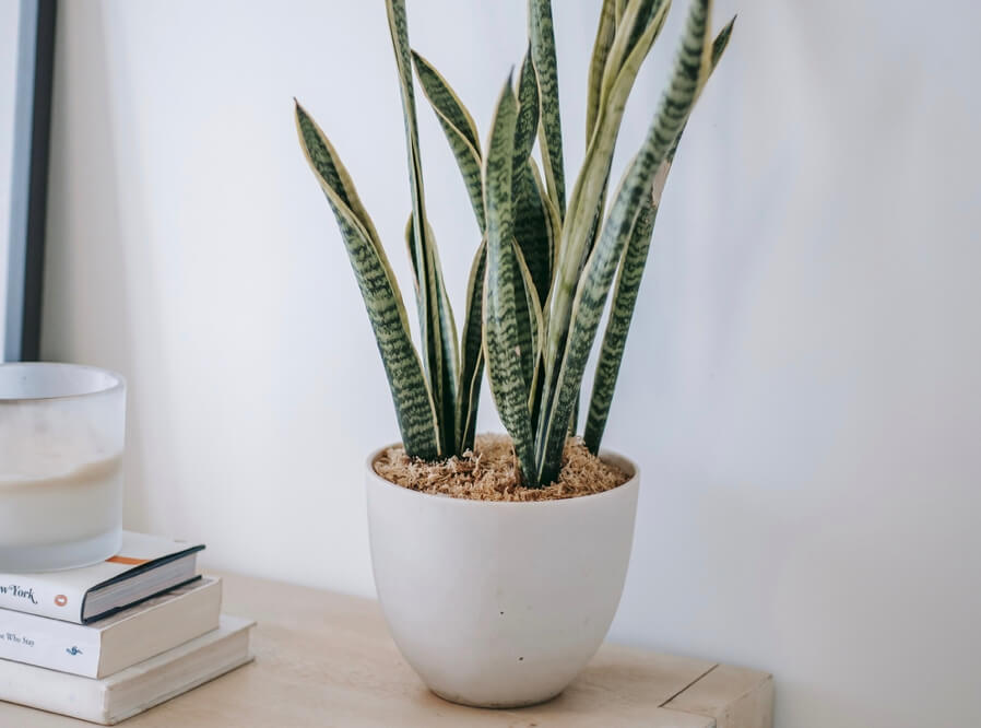 mother in law tongue plant