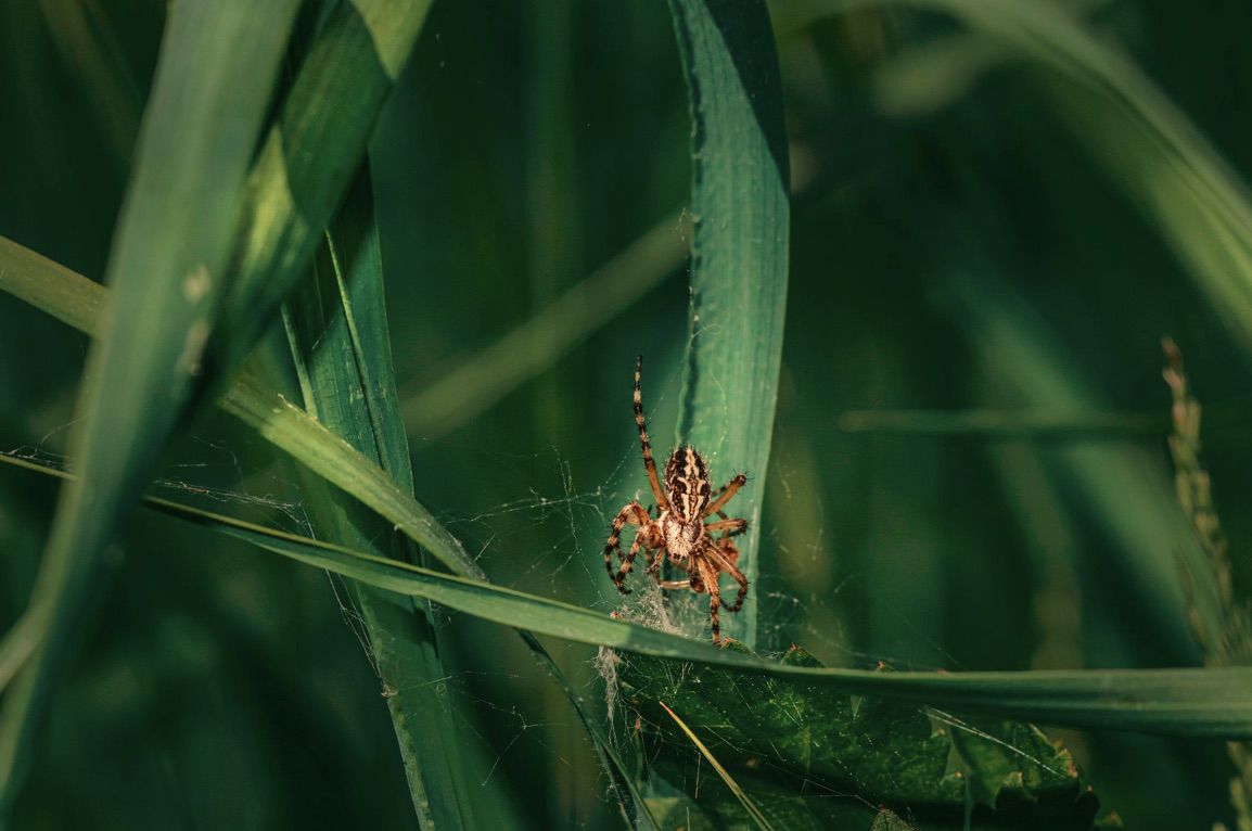 spider on a plant