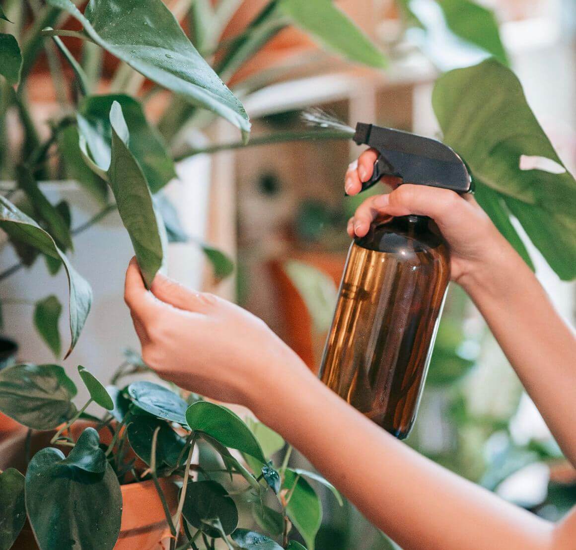 spraying an artificial plant with Eucalyptus