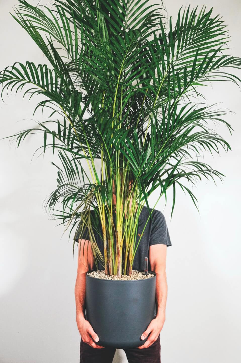 Man holding a tall palm tree in a pot
