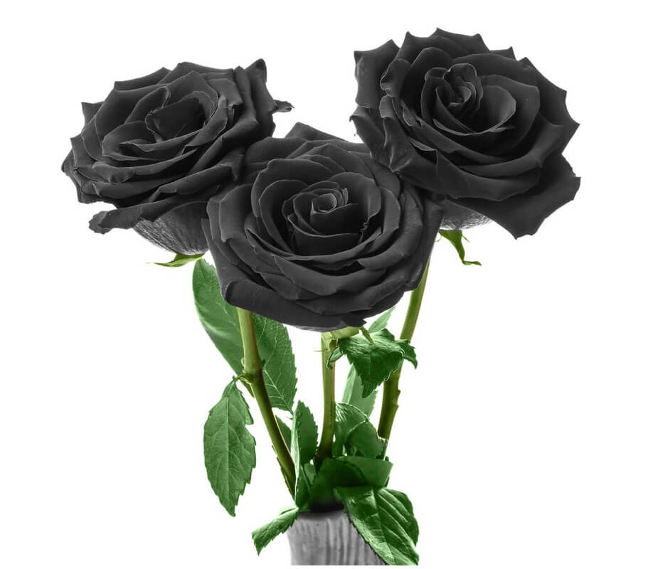 three black rose stems