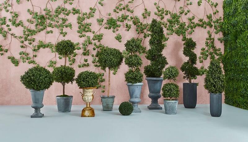 topiary trees in planters
